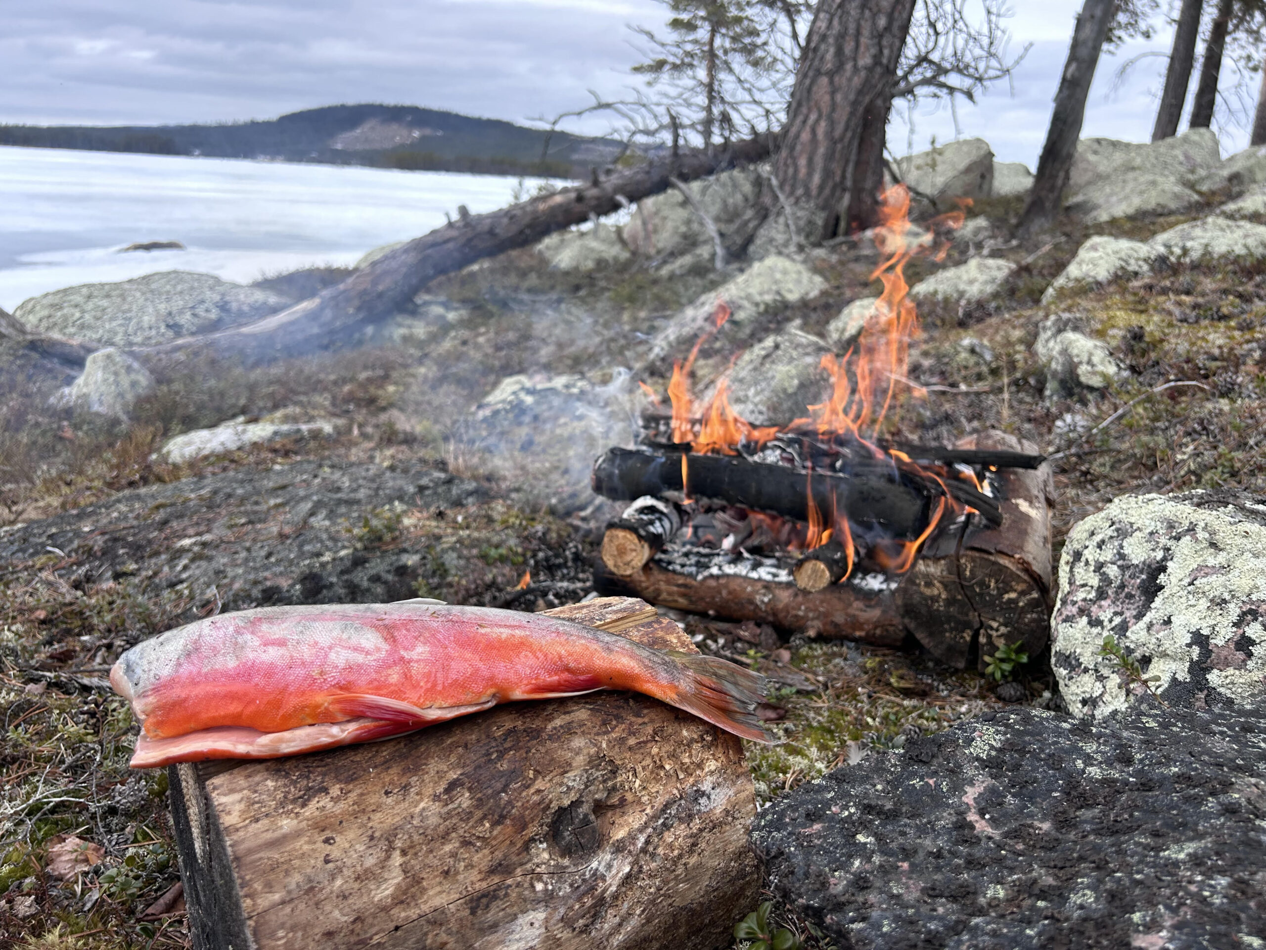 röding isfiske